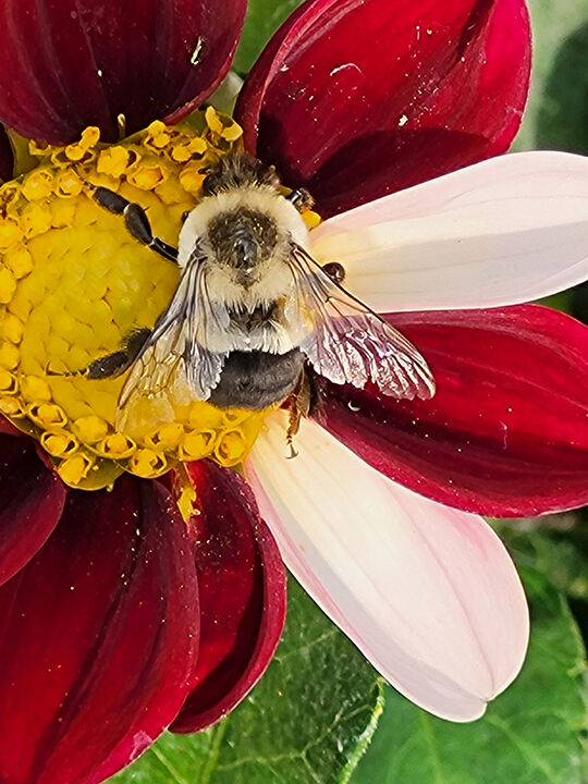 50W Hummel.jpg